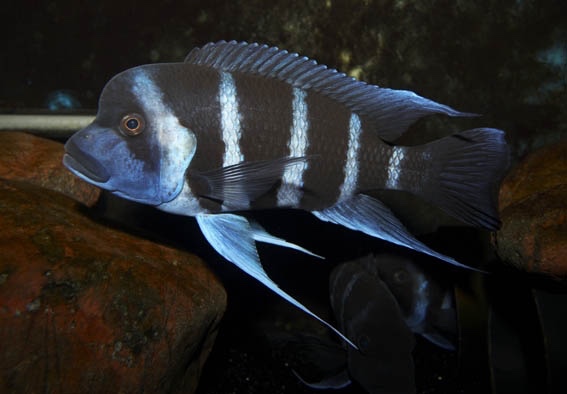 Cyphotilapia gibberosa 'Tembwe Deux'